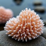 Les perles des coquilles Saint-Jacques : légende marine ou vérité cachée ?